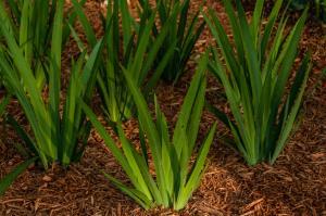 BLUE IRIS